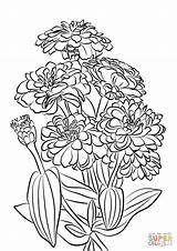 Coloring Zinnia Flowers Youth Pages Age Printable Drawing Supercoloring sketch template