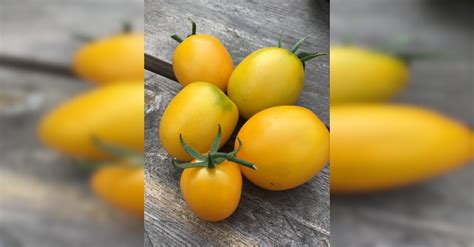 tomate de berao gelb gelbe bio eiertomaten samenfest nur
