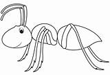 Ant Hormigas Insekten Ants sketch template
