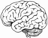 Cerebro Anatomical 1859 Beneficios Reales Garabatear Tiene Colorear Pasteur Pngitem Biologia Geologia sketch template