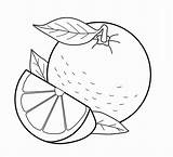 Grapefruit sketch template