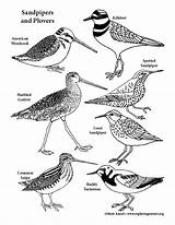 Plovers Sandpipers sketch template