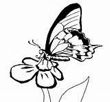 Butterfly Coloring Flower Coloringcrew Color Clipart Online Gif Book sketch template