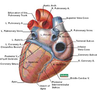 lindzey wolsey  cardiac cycle