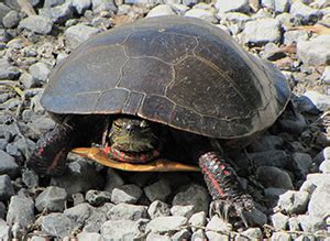 lake michigan turtles  measure wetland pollution news notre