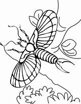 Coloring Earwig Flying Pages sketch template