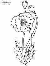 Coquelicot Columbine Poppy Coloriages sketch template