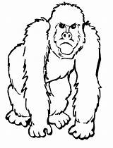 Ape Gorila Colorear Gorilla Zoo Affe sketch template