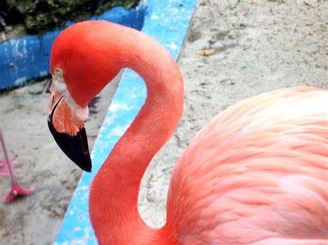 flamingo curacao sea aquarium curacao tropisch paradijs aquarium
