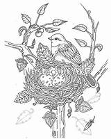 Coloring Bird Nest Adult Pages Birds Etsy sketch template