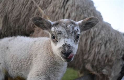 face   content lamb     image