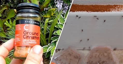 natural ways to get rid of ants in your vegetable garden gardening