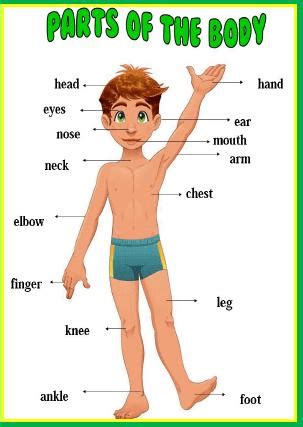 parts   body classroom poster
