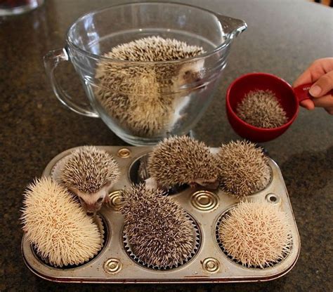 reasons  hedgehogs   cutest    world