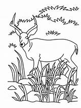 Coloring Antelope Grassland Mewarnai Pemandangan Gambar Antelop Sungai Antelopes Savanna Coloringhome Antilope Pintarcolorir sketch template
