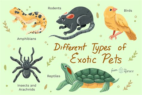 types  exotic pets