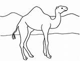 Camel Coloring Printable Today sketch template