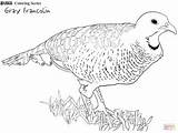 Coloring Francolin Pages Grey sketch template