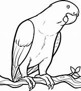 Parrot Coloring Pages Drawing Birds Fish Easy Drawings Parrots Color Clipart Printable Draw Kids Bird Below Simple Looking Getdrawings Food sketch template