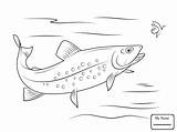 Trout Brook Drawing Coloring Fish Getdrawings Pages sketch template