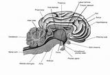 Brain Sheep Worksheet Labeled Dissection Parts Lab Diagram Label Anatomy Human Diagrams Use Following Companion Locate Items Help sketch template