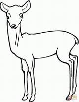 Reh Ausmalbild Ausdrucken Malvorlage Rehkitz Daino Cerbiatto Antelope Deer Roe Kinderbilder Biche Fawn sketch template