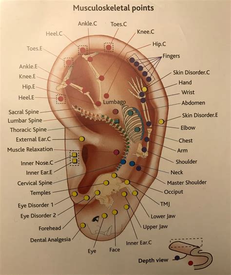musculoskeletal system   ear   musculoskeletal system