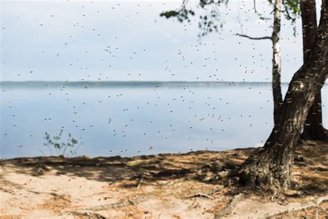 top mosquito swarm stock  pictures  images istock