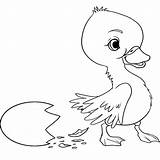 Duckling Fargelegging Tegninger Stygge Ducklings Ducks Morsomme sketch template