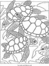 Coloring Sea Turtle Turtles Freebie Adults Color Stamping Who Kids Dover Publications Perfect Beautiful sketch template