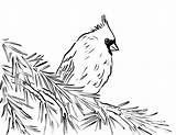 Cardinal Coloring Drawing Line Pages Bird Detailed Beautiful Printable Drawings Template Print Templates Animals Samanthasbell Paintingvalley Today sketch template