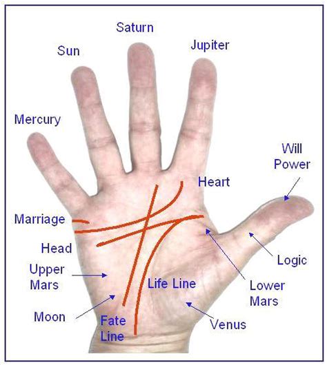 palmistry reading lines palm reading   future