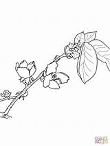 Quince Coloring Blossom Protea Rosaceae Pages Flower Designlooter Printable 1600px 93kb 1200 Categories 71kb 1024px Drawing sketch template
