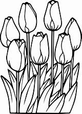 Coloring Pages Flower Tulip Tulips Spring Print Flowers Outline Drawing Rocks Garden Daffodil Printable Kids Sheets Color Colouring Adult Books sketch template