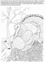 Coloring Turkey Wild Pages Popular sketch template