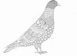 Pigeon Colouring Coloring Pages Adults Books Coloriage Template Adult sketch template