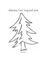 Pine Coloring Tree Alabama Longleaf Chicka Leaf Long Needles Has Drawing Template Twistynoodle Pages Change Favorites Built Login California Usa sketch template