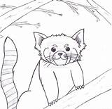 Panda Coloring Pages Realistic Red Getcolorings Exclusive Entitlementtrap sketch template