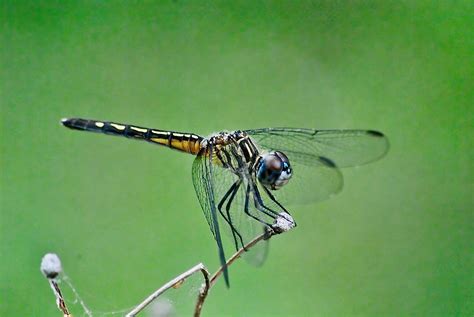 blue dasher dragonfly