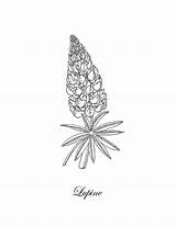 Lupine Drawing Flower Sztukowski Irina Botanical 6th Uploaded June Which sketch template