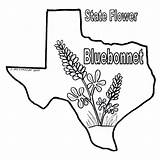Texas Coloring Bluebonnet Pages Bluebonnets Longhorn Color Flag Sheets Print Bob Drawings Book State Drawing Printable Blue Sheet Line Getcolorings sketch template