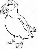 Puffin Coloring Pages Cartoon Bird Colouring Atlantic Rock Vector Clipart Illustration Printable Book Drawings Color Stock Getcolorings Print Getdrawings Template sketch template