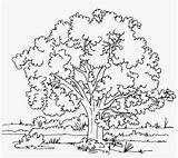 Coloring Tree Realistic Nature Pages Drawing Seekpng sketch template