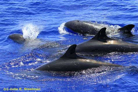 cluster  false killer whales tagged   time  kona