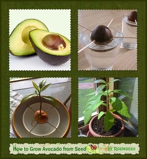 How To Grow Avocado From Seed Or Pit Grow Avocado Avocado Plant