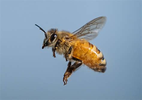 flying bee marko dimitrijevic photography