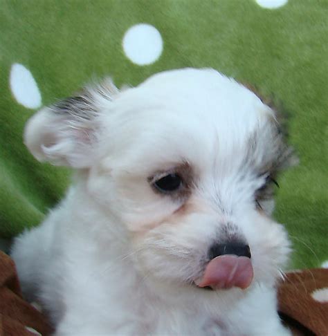 sale chinese crested powder puffs   shed