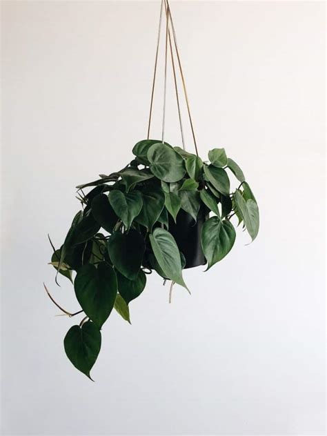 Hanging Plant Ideas From Indoors To Outdoors Lifestyle Home Garden