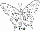 Butterfly Coloring Pages Printable Color Teamcolors Google sketch template