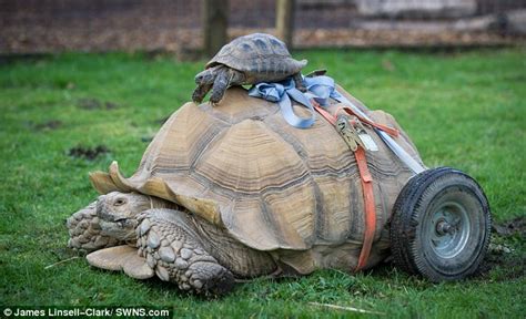 Tortoise Is Fitted With A Pair Of Wheels After Sex Left Him With Severe